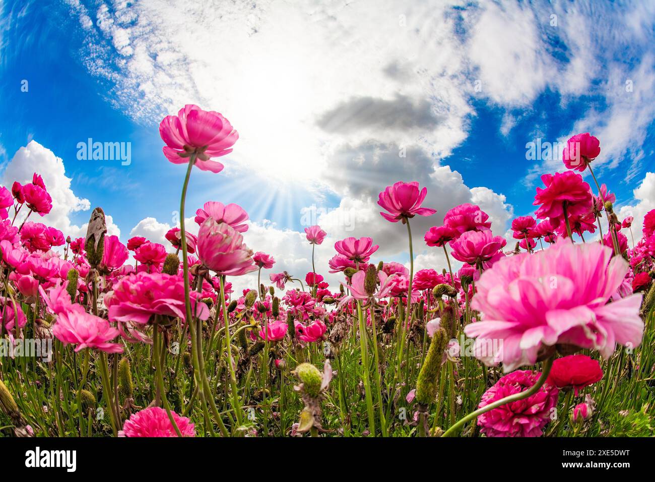 Die Felder mit bunten Blumen. Stockfoto