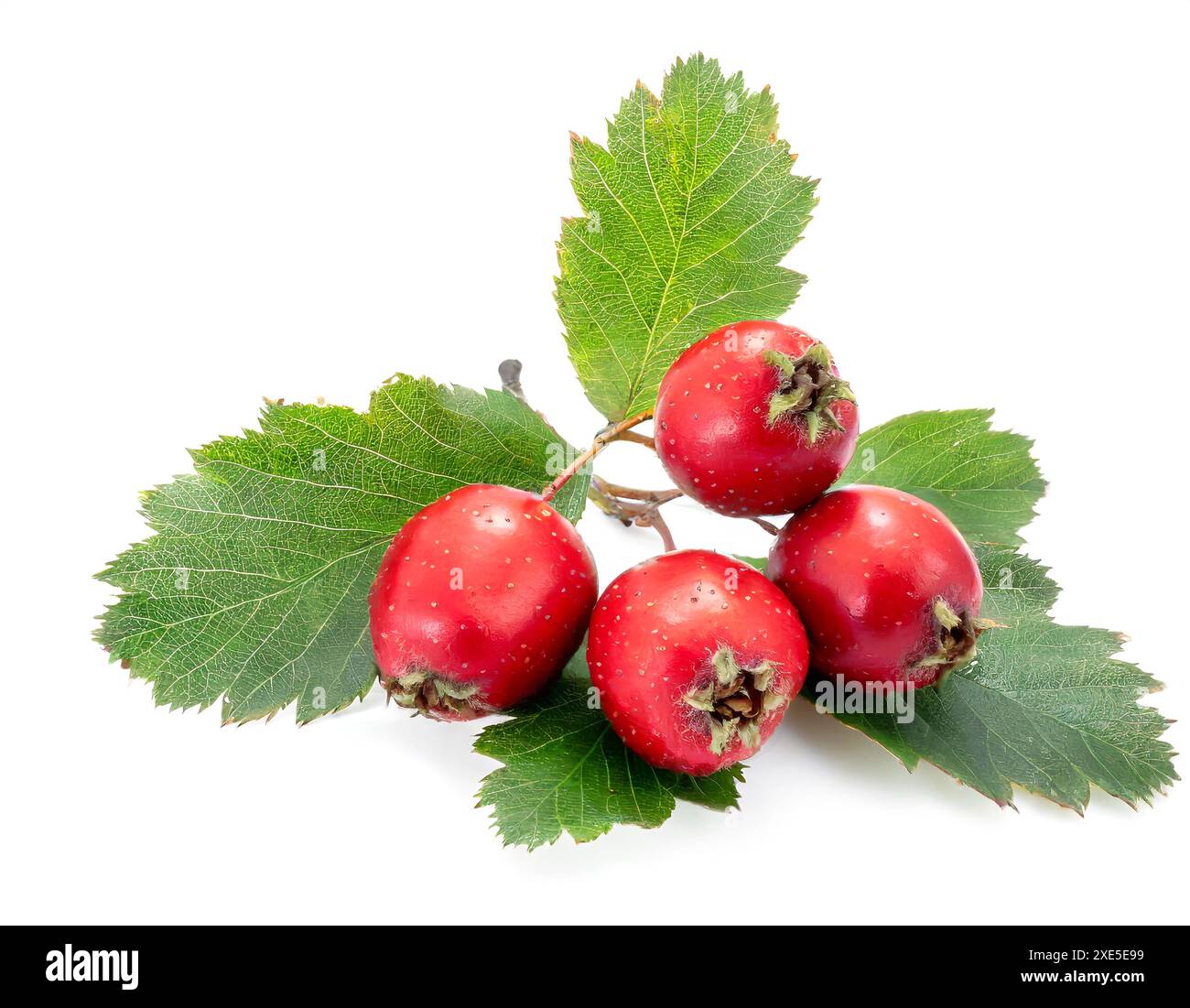 Gewöhnliche Weißdornbeeren Nahaufnahme auf weißem Hintergrund. Stockfoto