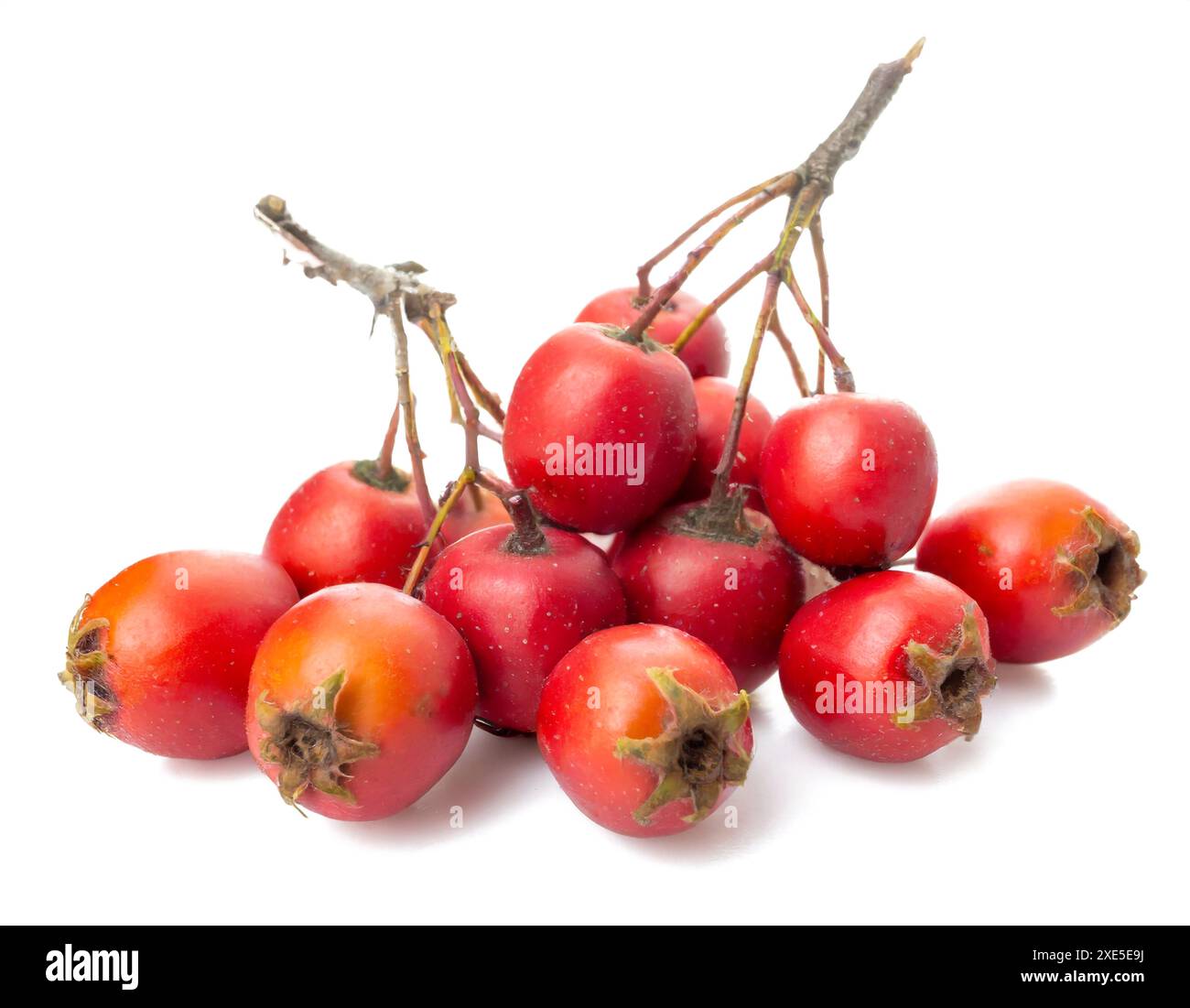 Weißdornbeeren isoliert auf weißem Hintergrund. Stockfoto