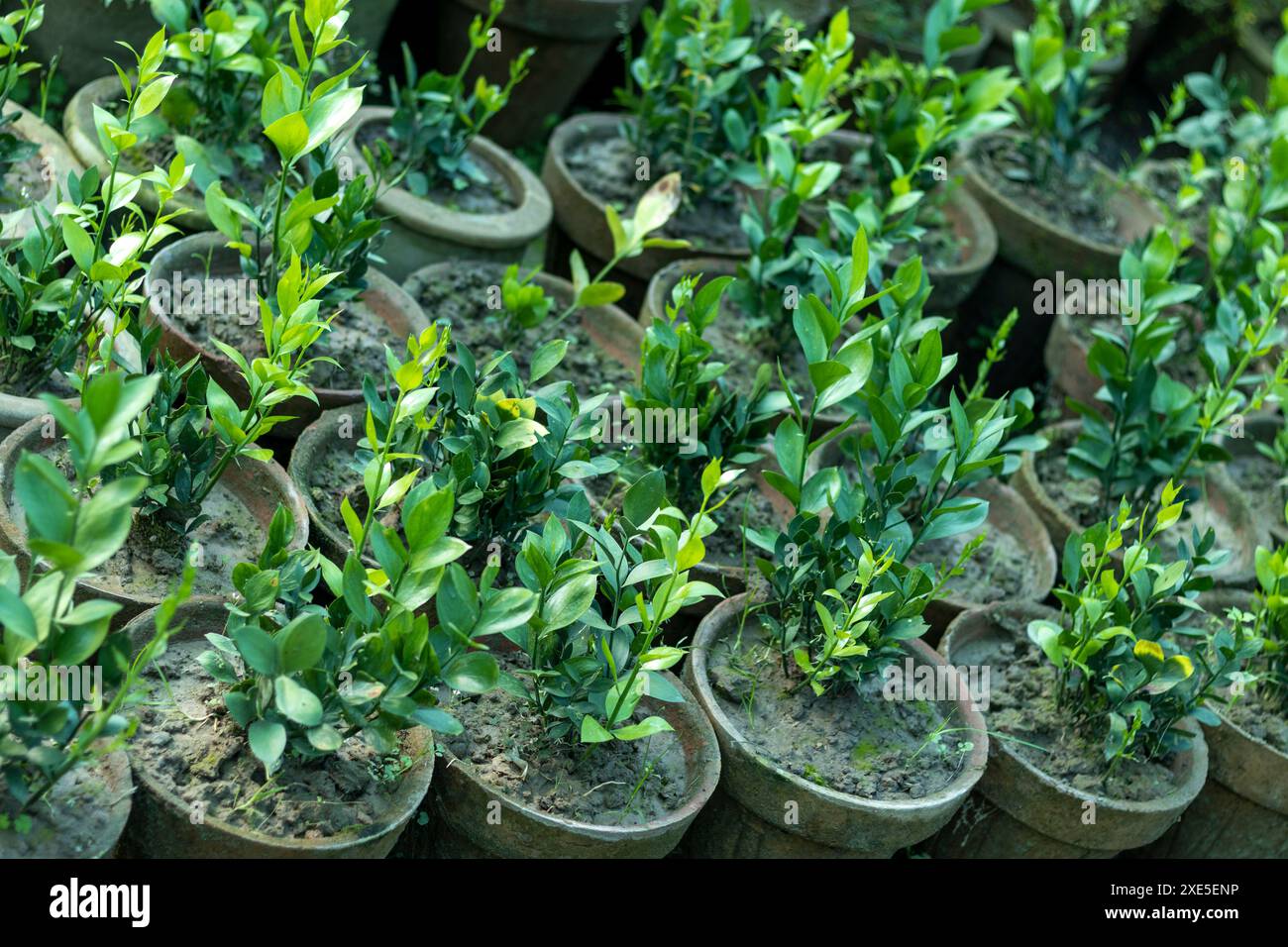 Ruscus, gemeinhin bekannt als Metzgerbesen in der Gärtnerei Stockfoto