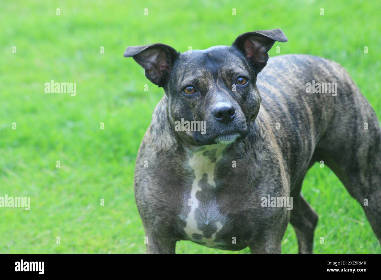 Ein Staffordshire Bull Terrier auf einem Hintergrund aus grünem Gras, der in die Kamera blickt Stockfoto