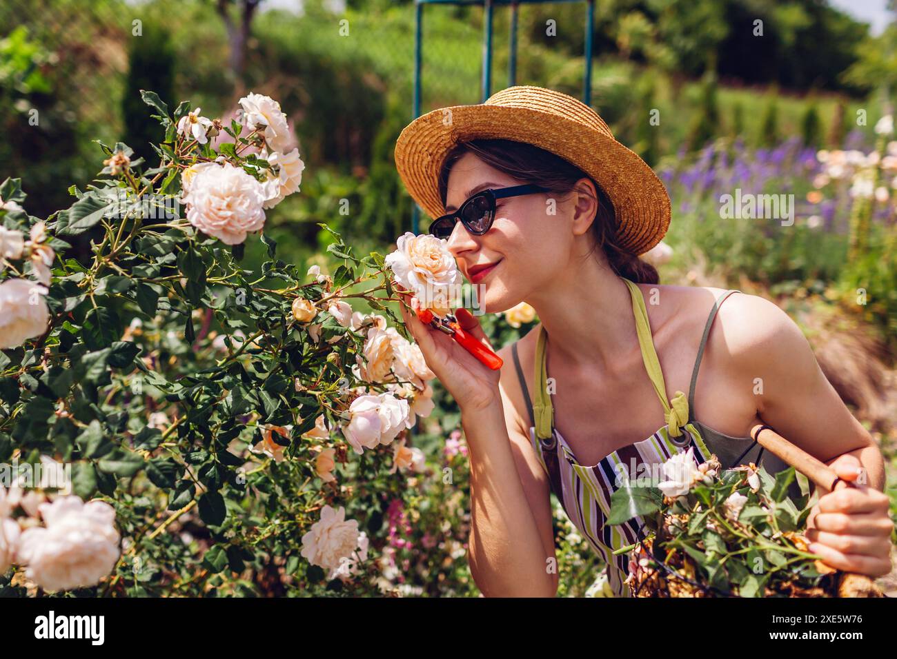 Porträt einer jungen Gärtnerin, die nach Strauchpflege im Sommergarten Krokusrosen riecht. Genießen Sie weiße Blüten nach dem Deadhead Stockfoto