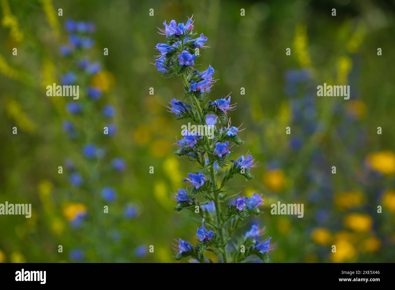 Der Viper-Bugloss (Echium vulgare) auf einer Wildblumenwiese Stockfoto