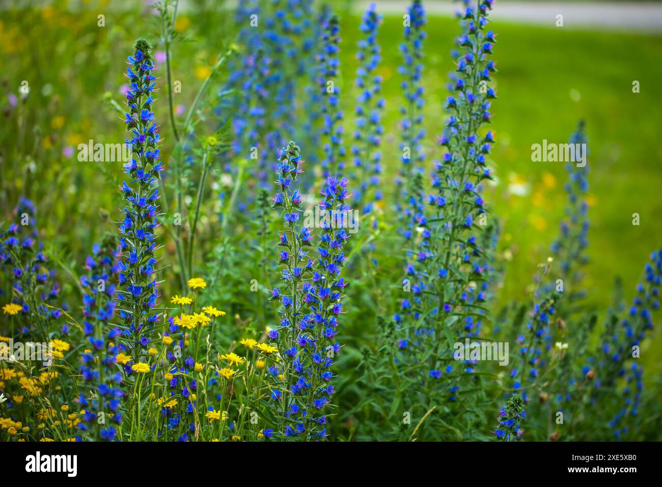 Der Viper-Bugloss (Echium vulgare) auf einer Wildblumenwiese Stockfoto