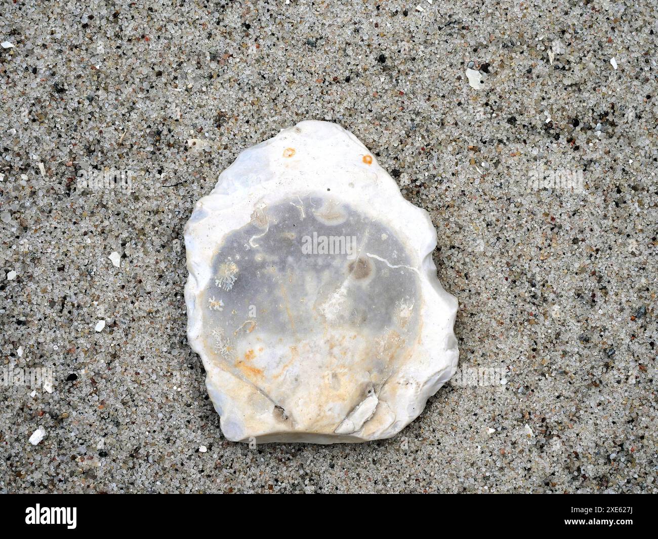 Fossile, armfüßige Lebewesen aus Stein ähneln Muscheln, die für Wissenschaft und Sammlung wertvoll sind und weltweit in Meeressedimenten gefunden werden. Stockfoto