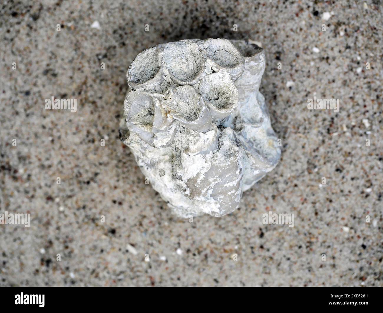 Fossile Korallenzweige und Bruchstücke bieten Einblicke in die uralte Meereswelt und die Entwicklung von Riffen über Millionen von Jahren. Stockfoto