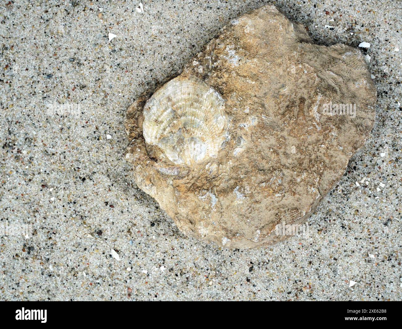 Fossile, armfüßige Lebewesen aus Stein ähneln Muscheln, die für Wissenschaft und Sammlung wertvoll sind und weltweit in Meeressedimenten gefunden werden. Stockfoto