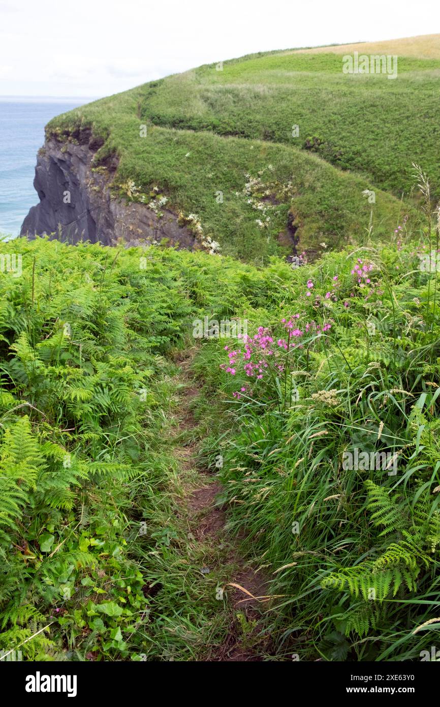 Vertikale Ansicht der Wildlocher und Bracken entlang der Küste von Wales im Sommer Pembrokeshire Großbritannien Großbritannien Juni 2024 KATHY DEWITT Stockfoto