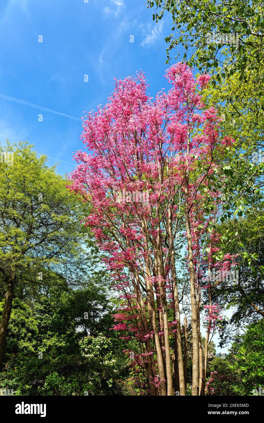 Toona sinensis var. Flamingobaum mit neuen lachsrosa Blättern in den Royal Horticultural Society Gardens in Wisley Surrey England, Großbritannien Stockfoto