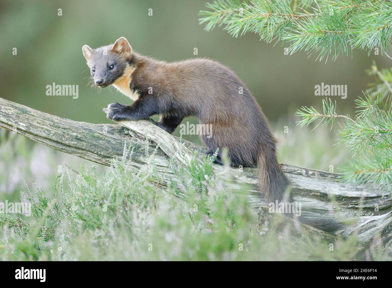Europäischer Kiefernmarder (Martes martes). Erwachsener, der auf einem Baumstamm steht. Schweiz Stockfoto
