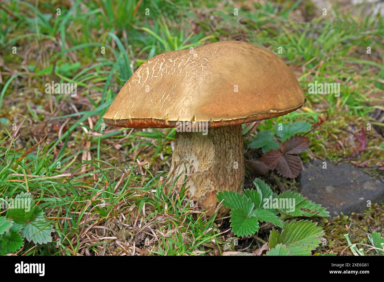 Der ungenießbare Gall Roehrling, Bitterling (Tylopilus felleus) ist leicht mit dem Steinpitz zu verwechseln. Stockfoto