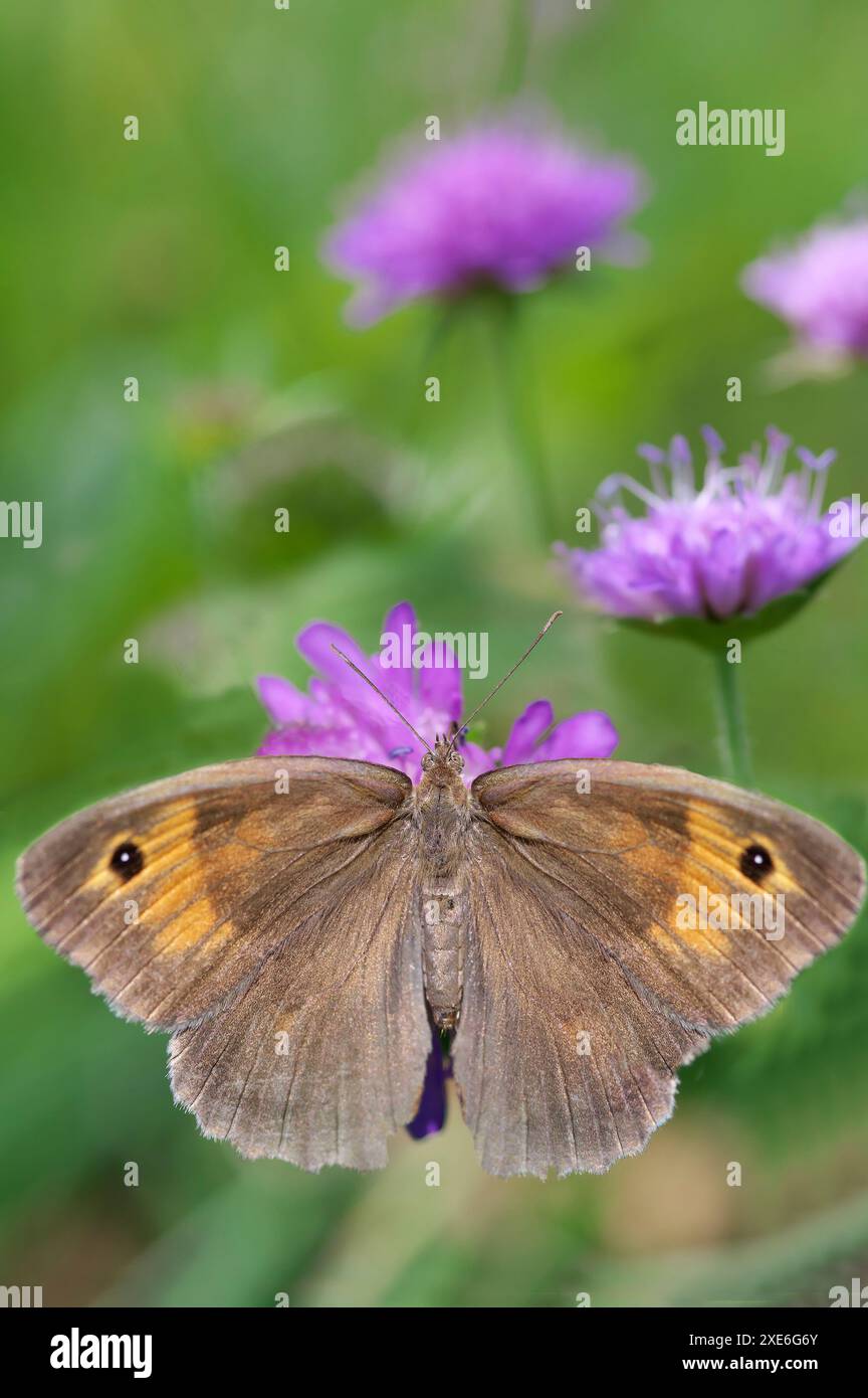 Wiesenbraun (Maniola jurtina). Schmetterling auf Feld skabious, blaue Knöpfe (Knautia arvensis) Blüte. Deutschland Stockfoto