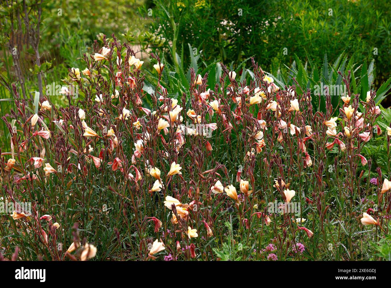 Nahaufnahme der blassgelben Aprikosenrosa Blüten des Sommers lang blühende krautige mehrjährige Gartenpflanze oenothera Aprikosenfreude. Stockfoto
