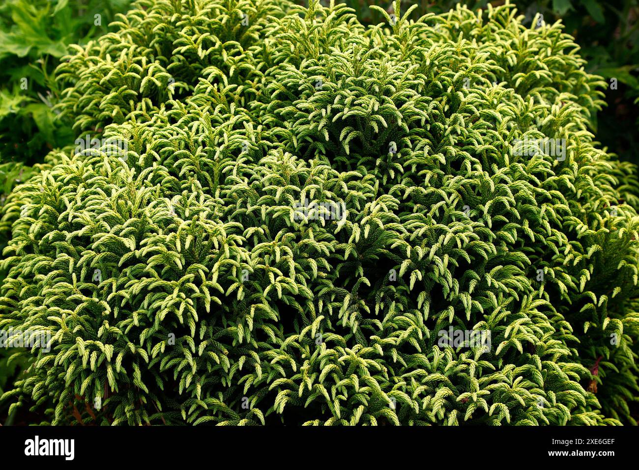 Nahaufnahme der spiralförmig angeordneten, aschelförmigen grünen Blätter des immergrünen Zwerggartenkonifer Cryptomeria japonica Little Sonja. Stockfoto