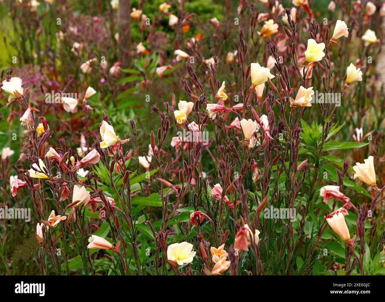 Nahaufnahme der blassgelben Aprikosenrosa Blüten des Sommers lang blühende krautige mehrjährige Gartenpflanze oenothera Aprikosenfreude. Stockfoto