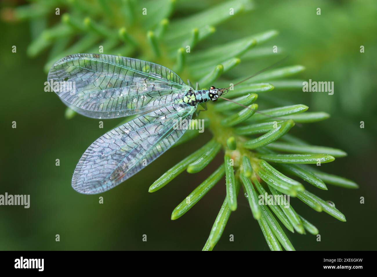 Gemeine grüne Schnürung (Chrysopa vulgaris) an einem Nadelzweig. Österreich Stockfoto