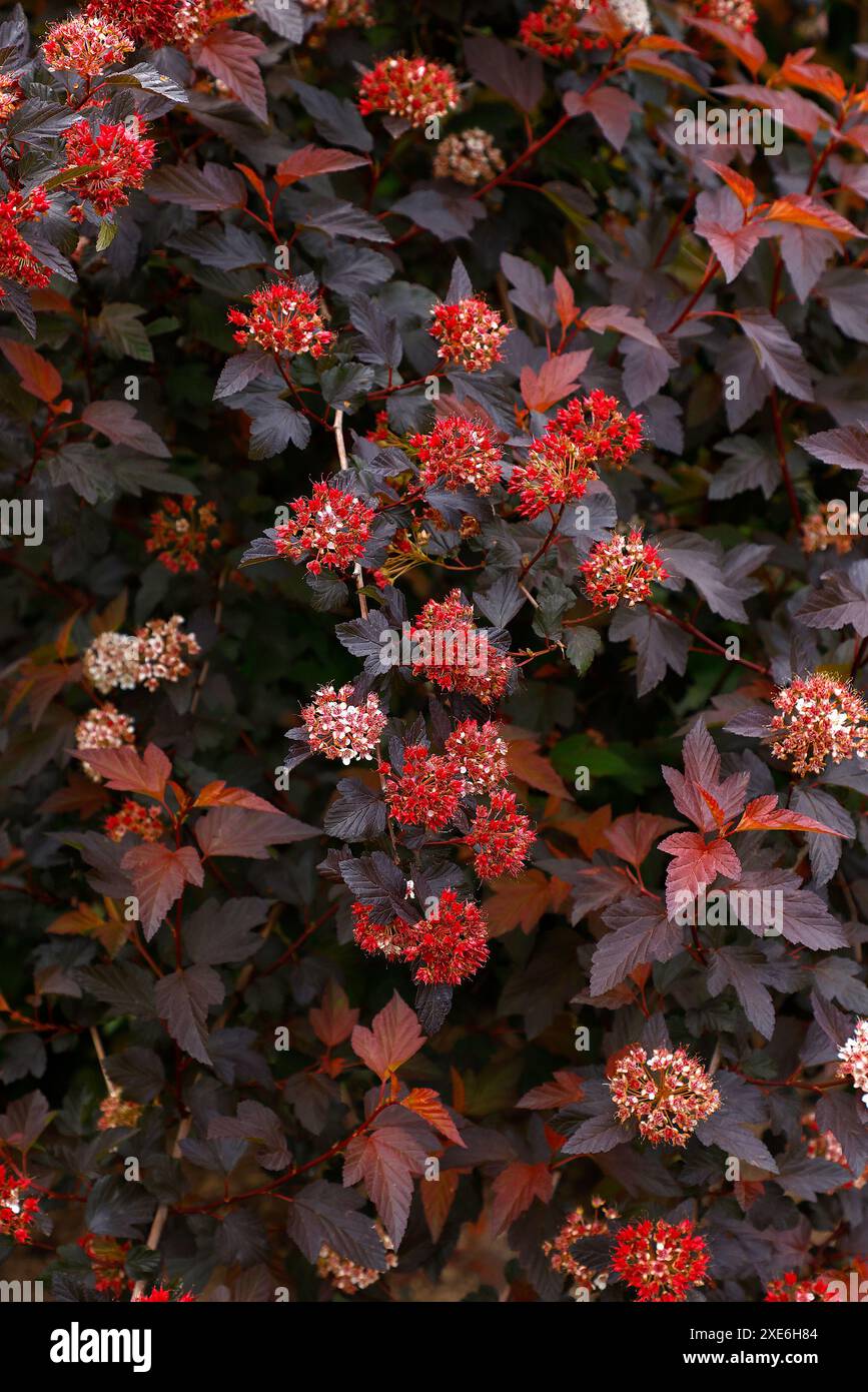 Nahaufnahme des farbenfrohen roten violetten Laubs des Gartenstrauchs Physocarpus opulifolius diable d'Or mindia. Stockfoto