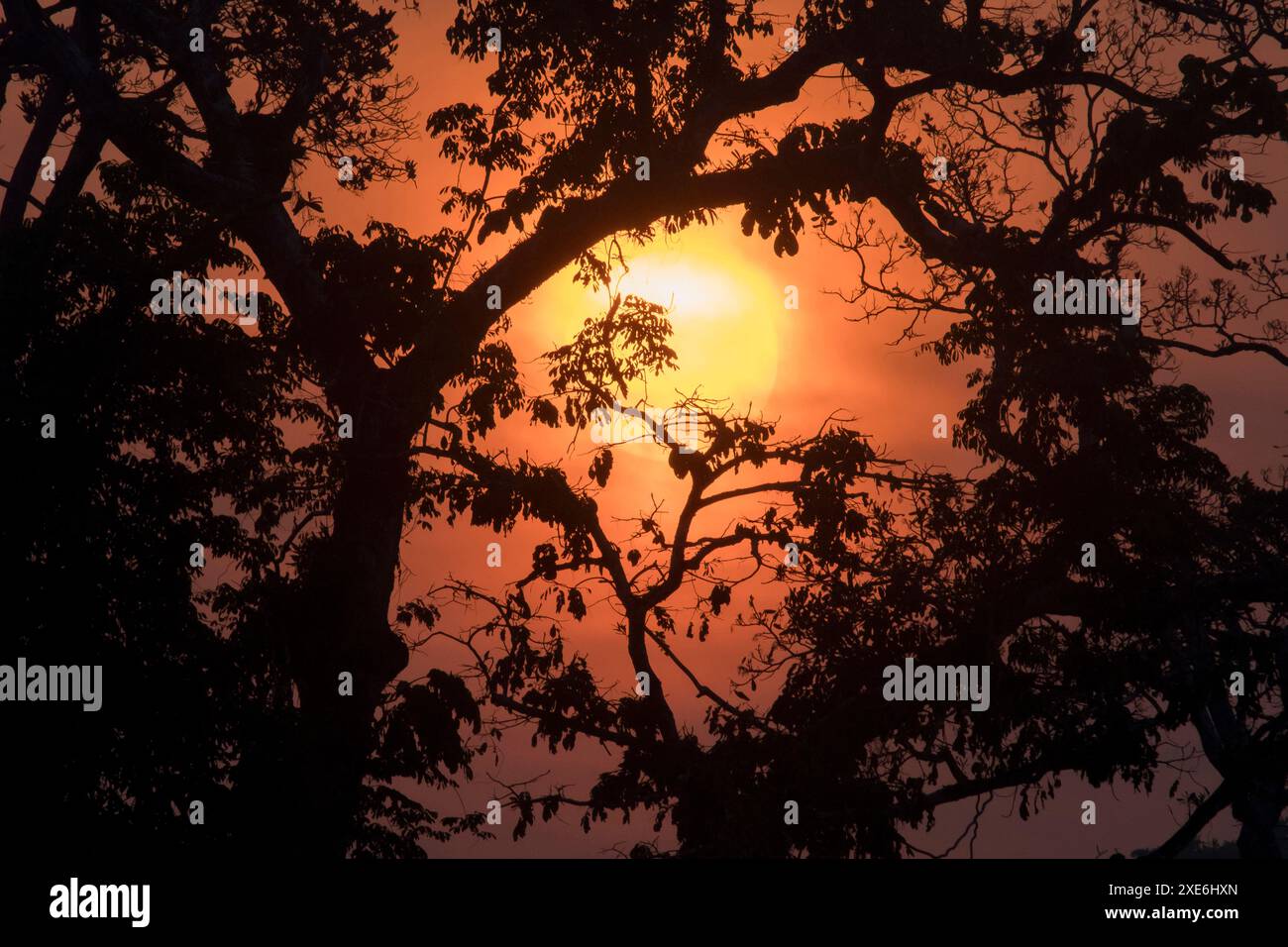 Bäume, die bei Sonnenuntergang im Flachland-Regenwald Silhouetten. Lobeke Nationalpark, Kamerun Stockfoto