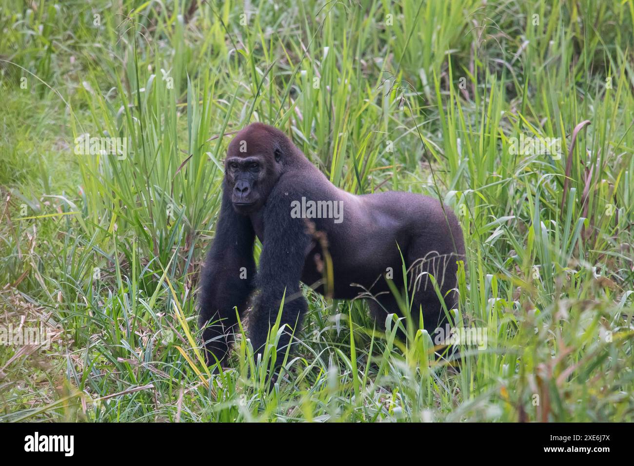 Westlicher Lowland Gorilla (Gorilla Gorilla Gorilla). Erwachsener Silberrücken in einer Waldlichtung, Lobeke National Park, Kamerun. Stockfoto