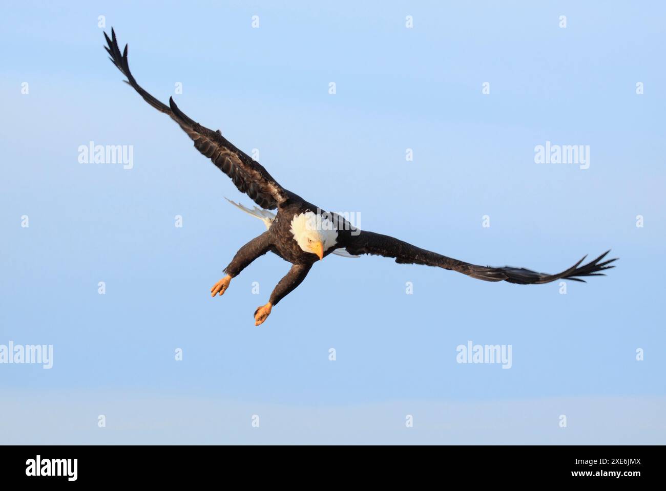 Weißkopfseeadler (Haliaeetus leucocephalus) auf Landnähe. Homer, Kenai Peninsula, Alaska, USA Stockfoto