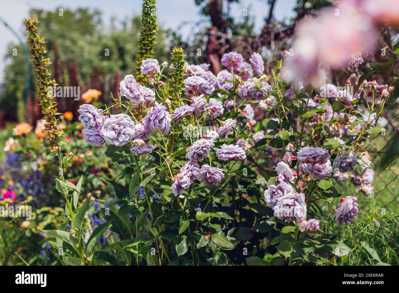 Englische Krokusrose blüht im Sommergarten. Weiße cremige mehrblättrige Blüten wachsen auf Sträuchern. Austin-Auswahl Stockfoto