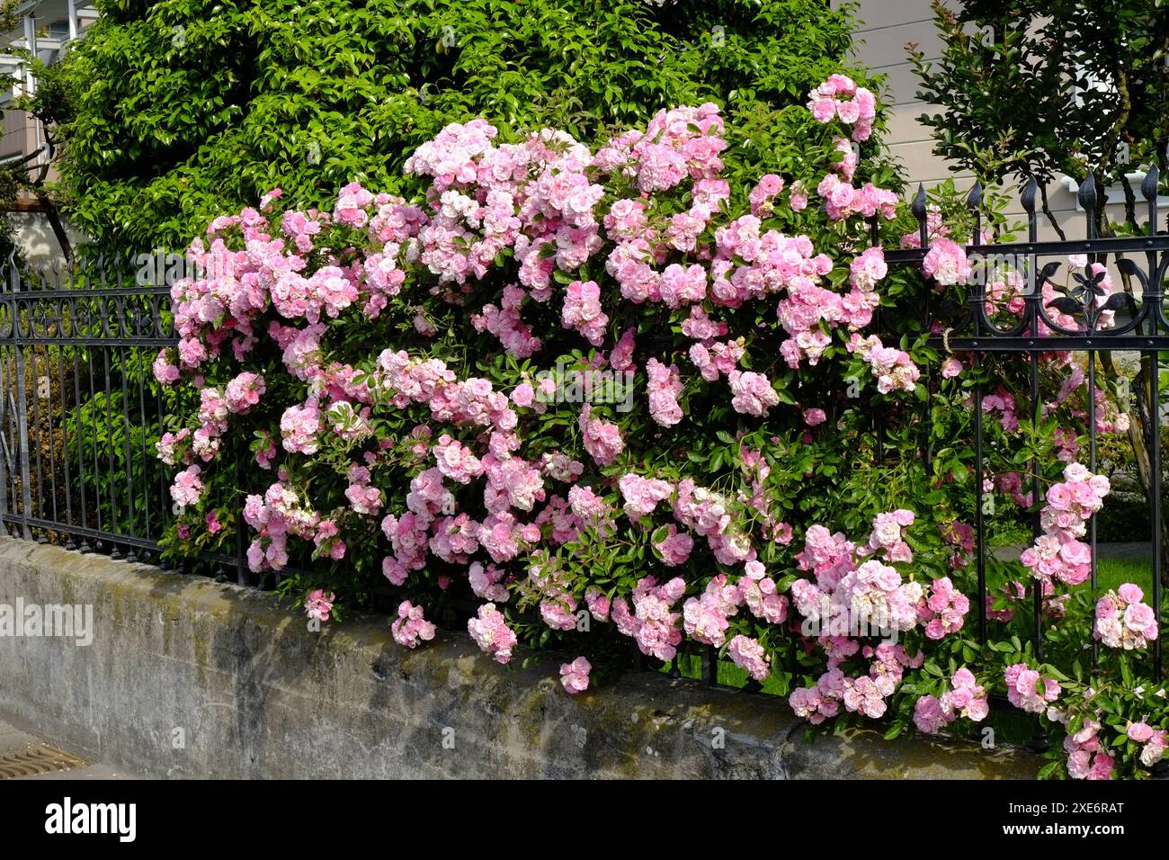 Kletterrose, rosa Kletterrose Stockfoto