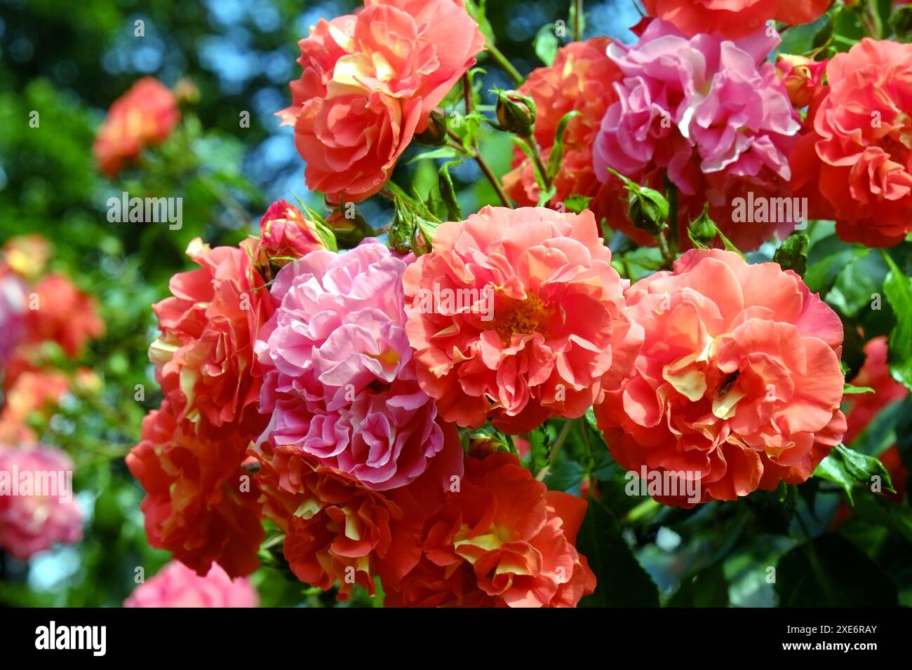 Orange-rote Rosen Stockfoto