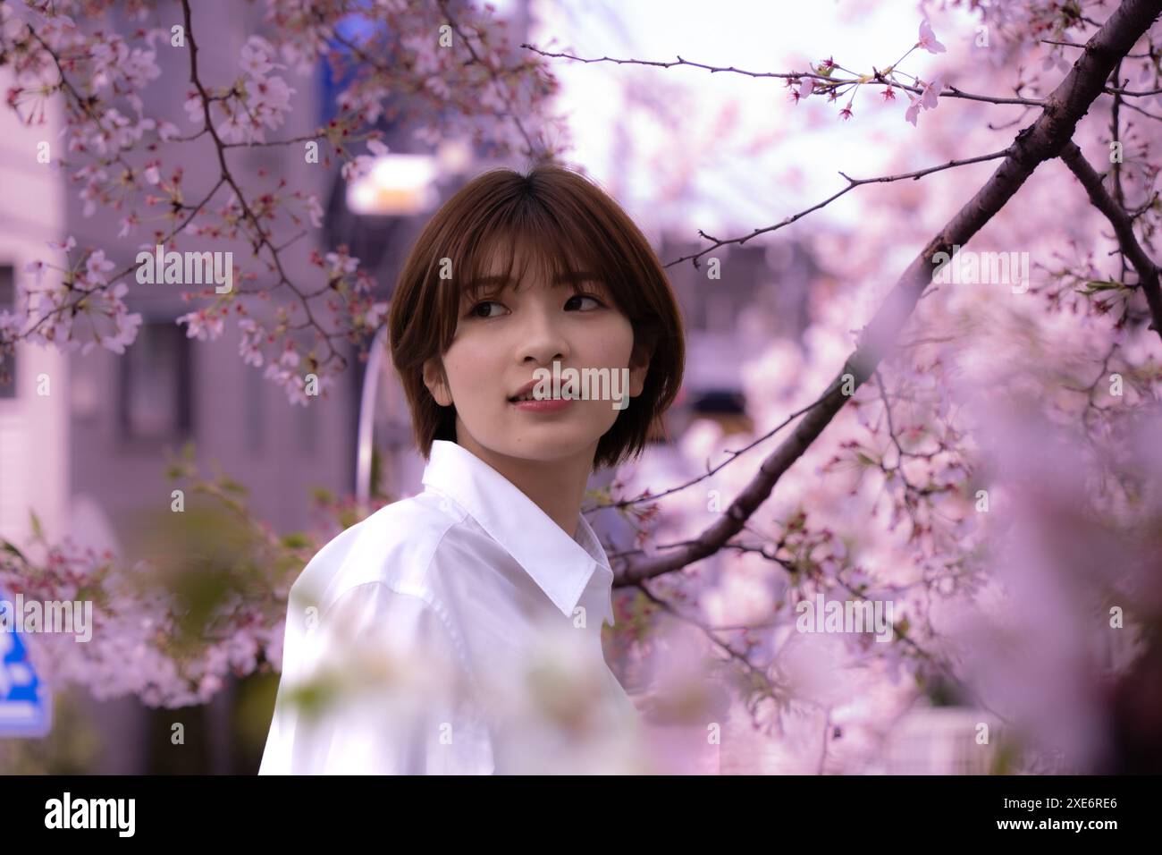 Frau Suchen im Cherry Blossoms Stockfoto