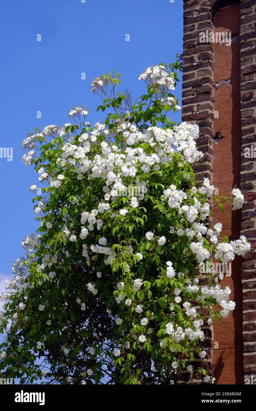 Weiße Kletterrose Stockfoto