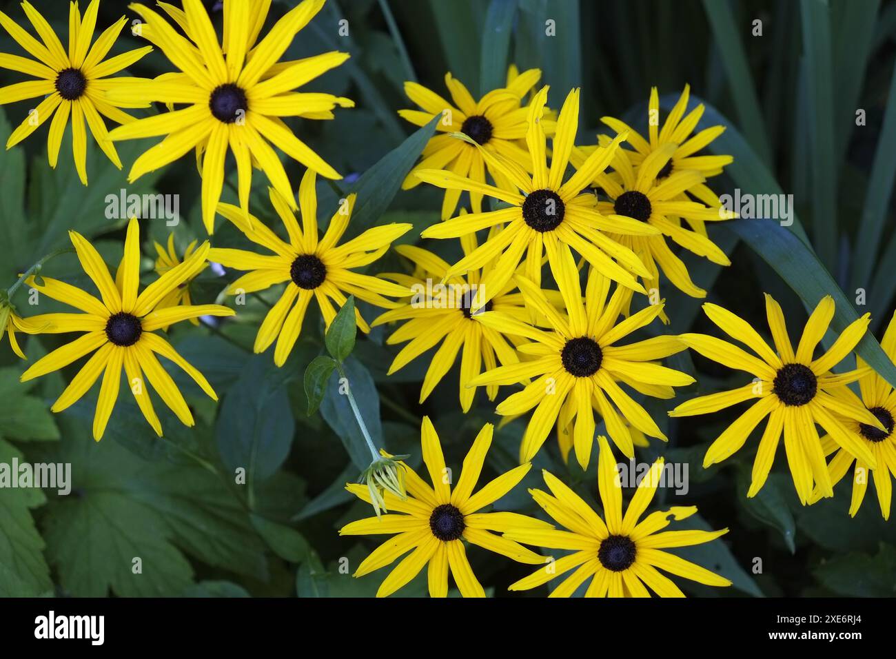 Coneflower, Rudbeckia, Rudbeckia fulgida Stockfoto
