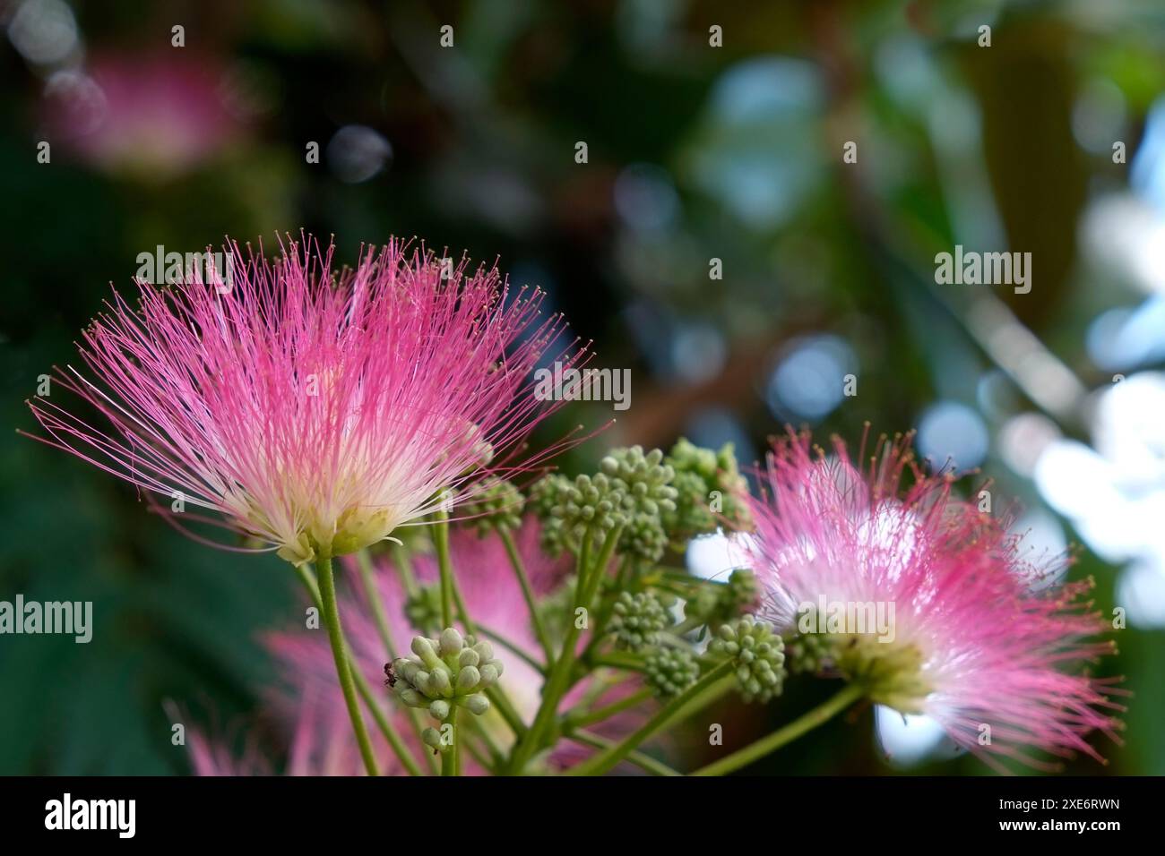 Seidenbaum, Albizia julibrissin Stockfoto