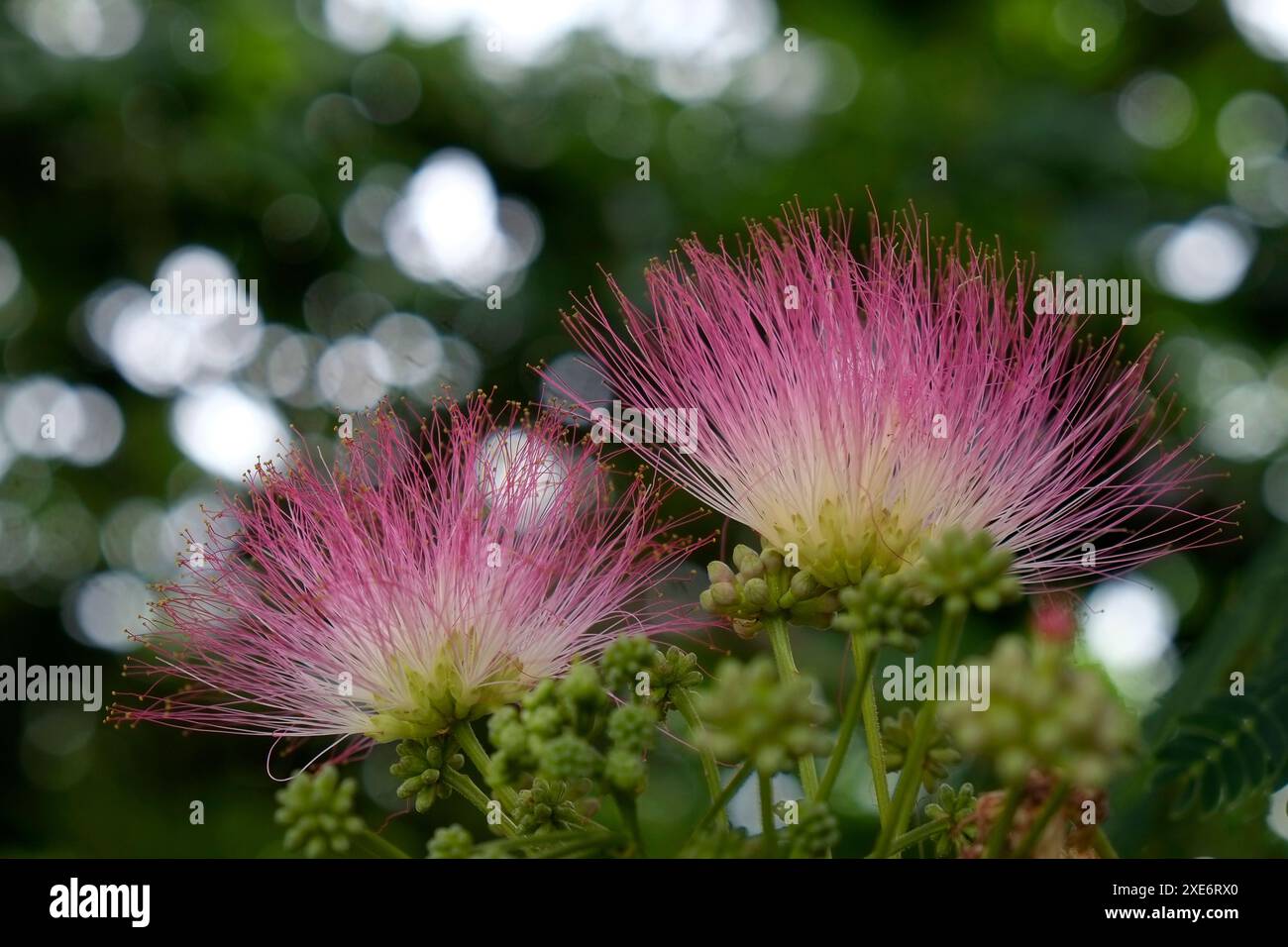 Seidenbaum, Albizia julibrissin Stockfoto
