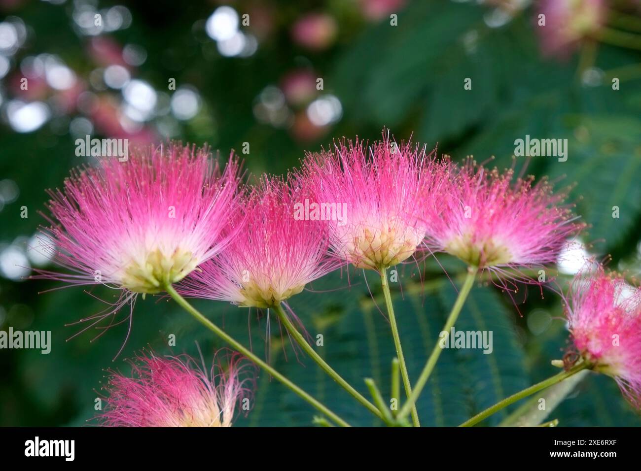 Seidenbaum, Albizia julibrissin Stockfoto