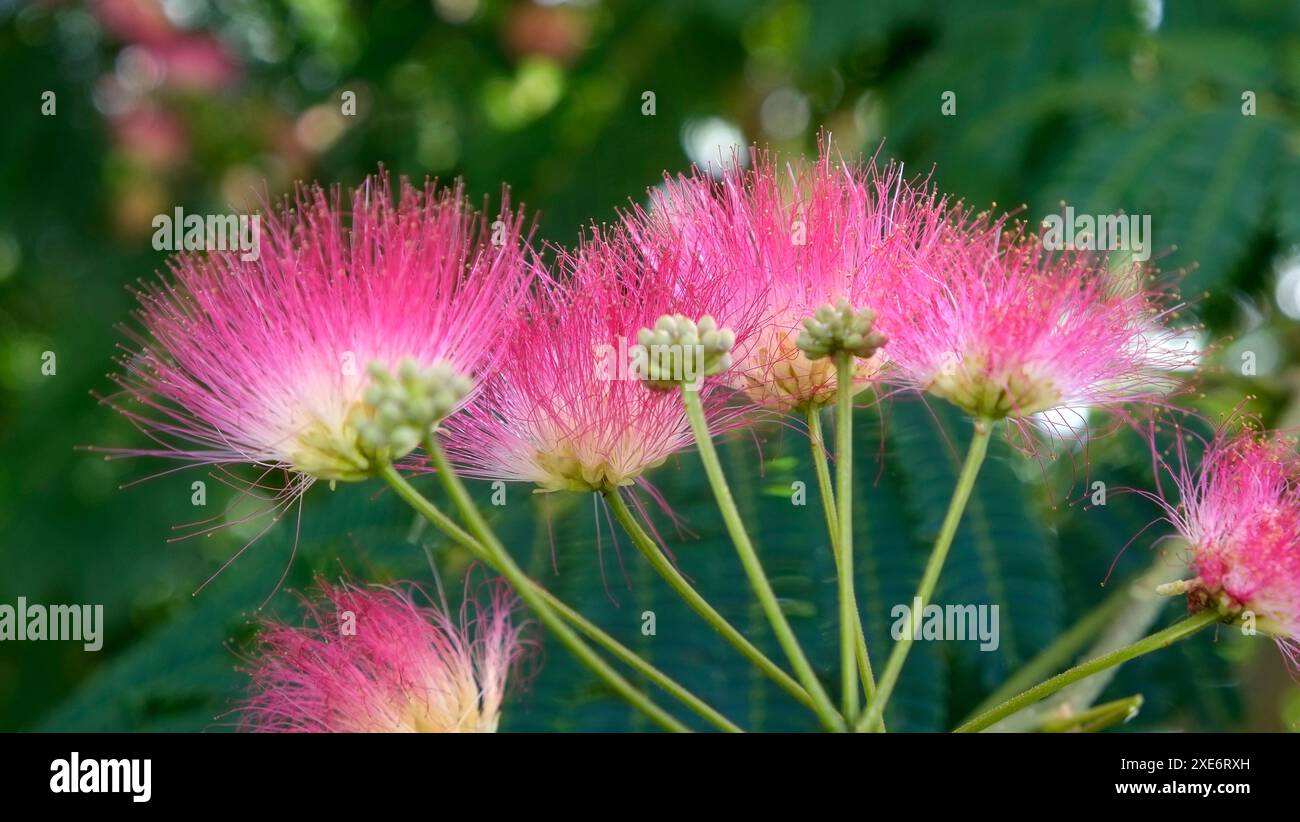 Seidenbaum, Albizia julibrissin Stockfoto