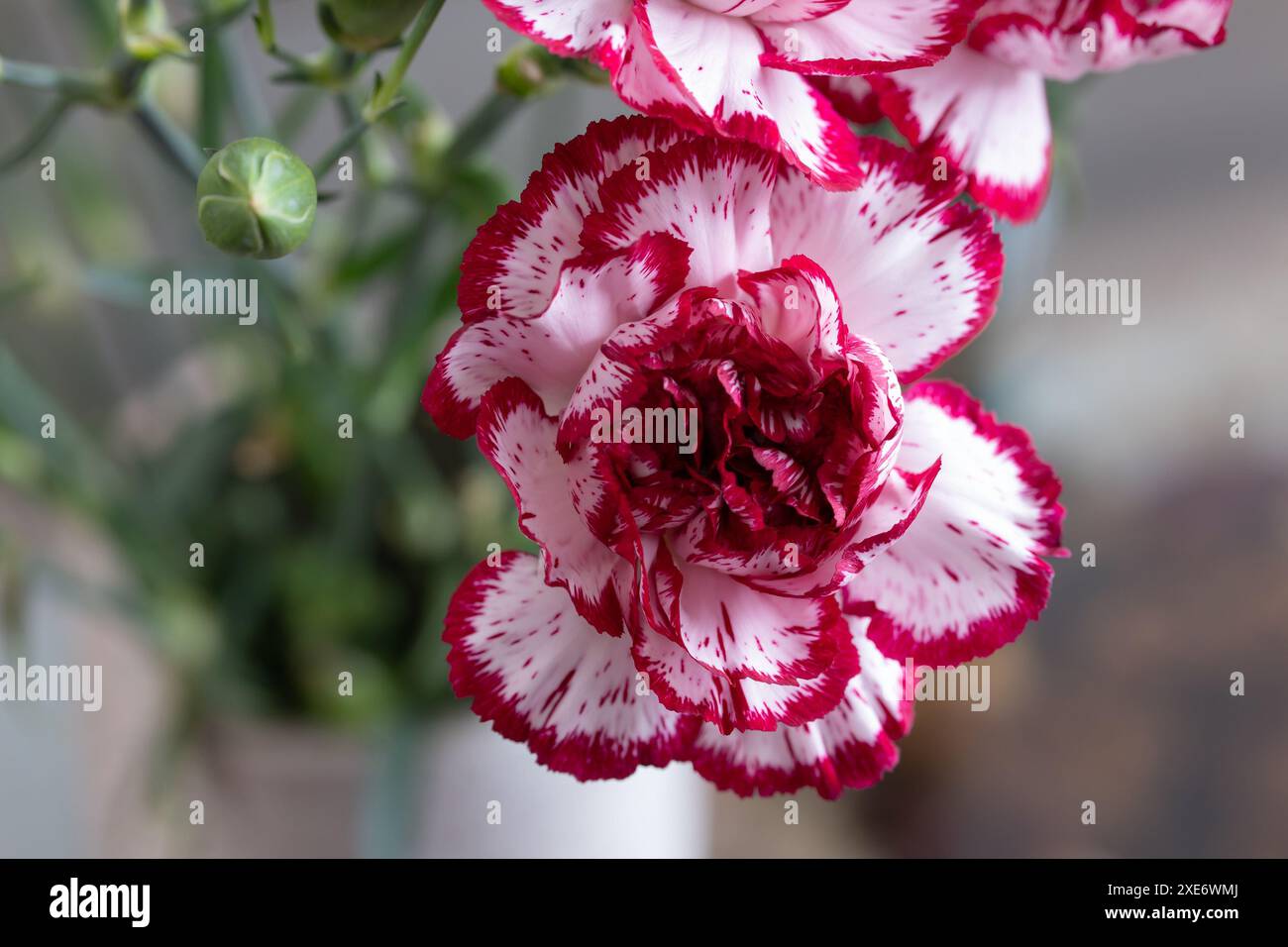 Nelkennelke rosa Blume (Dianthus caryophyllus) mit weißen und roten Blüten, verschwommener Hintergrund Stockfoto