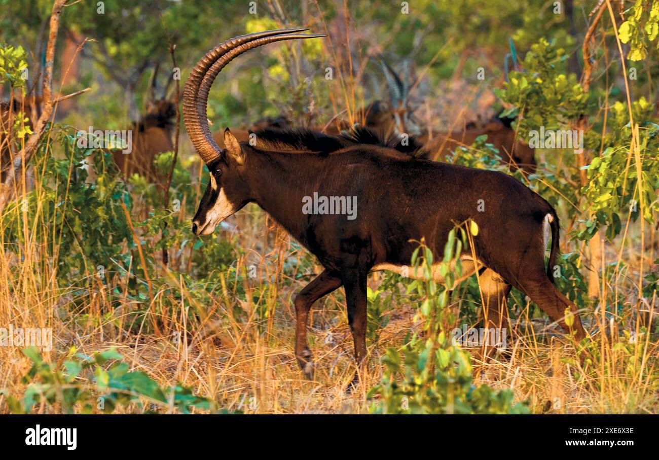 Eine männliche Antilope Hippotragus niger mit bis zu 150 cm langen, nach oben und nach hinten schwankenden Hörnern schützt ihn vor dem Springen von Raubtieren Stockfoto