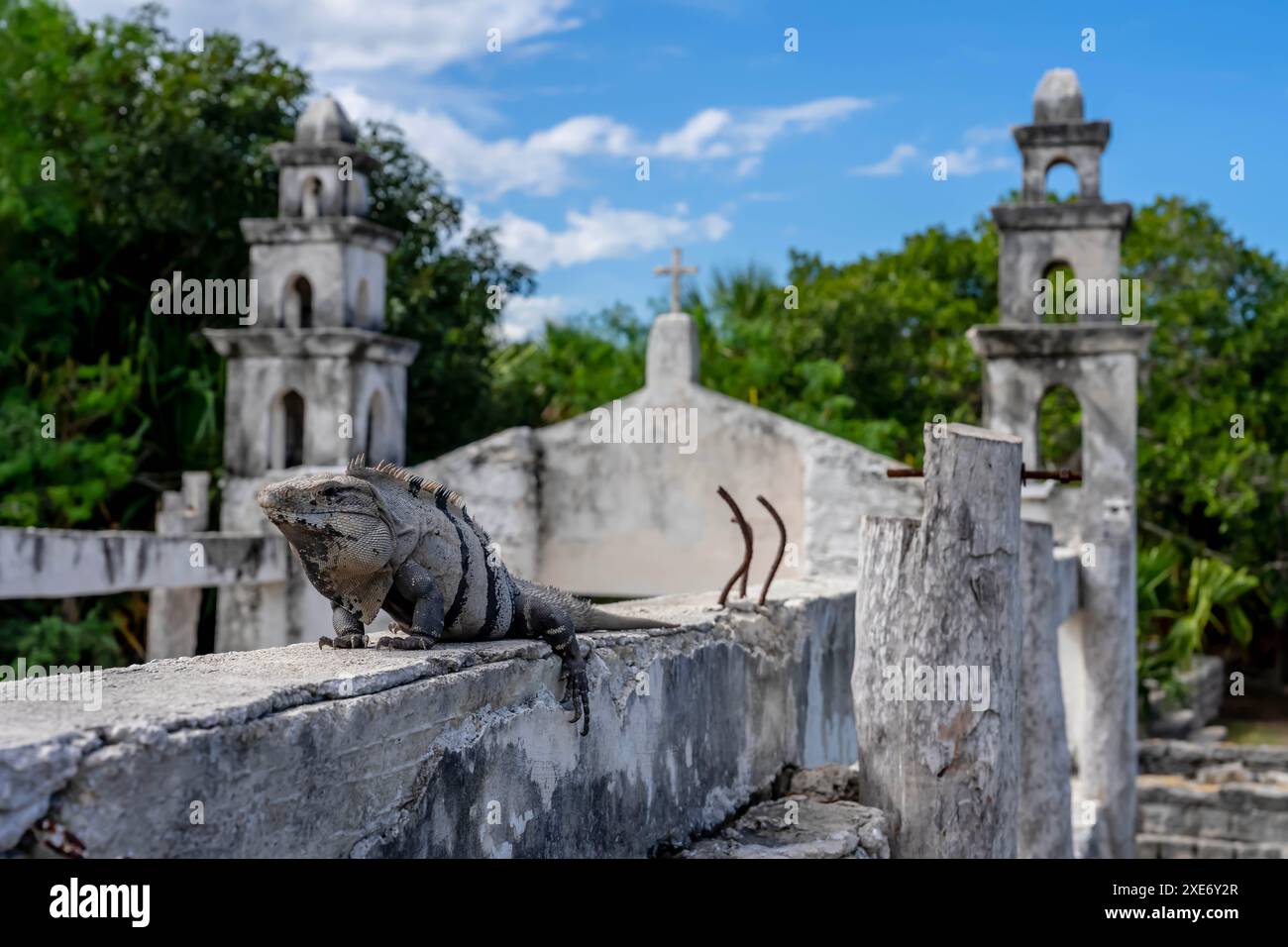 Solar Serenity: Iguanas ruhiges Bad inmitten der Maya-Ruinen in Yucatan, Mexiko Stockfoto