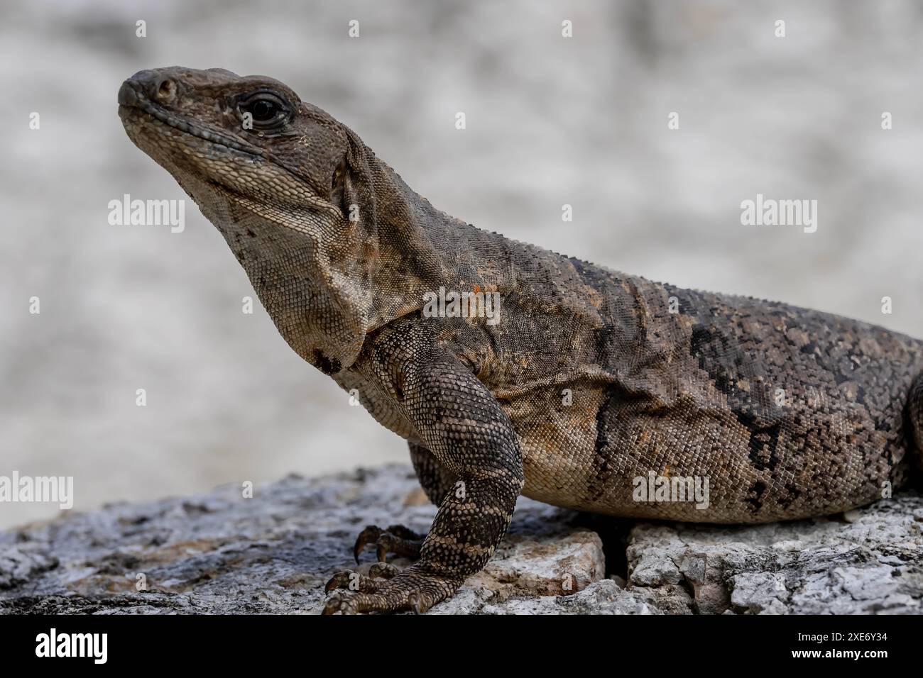 Solar Serenity: Iguanas ruhiges Bad inmitten der Maya-Ruinen in Yucatan, Mexiko Stockfoto
