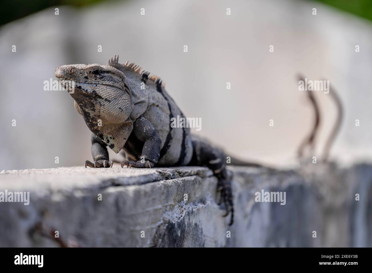 Solar Serenity: Iguanas ruhiges Bad inmitten der Maya-Ruinen in Yucatan, Mexiko Stockfoto