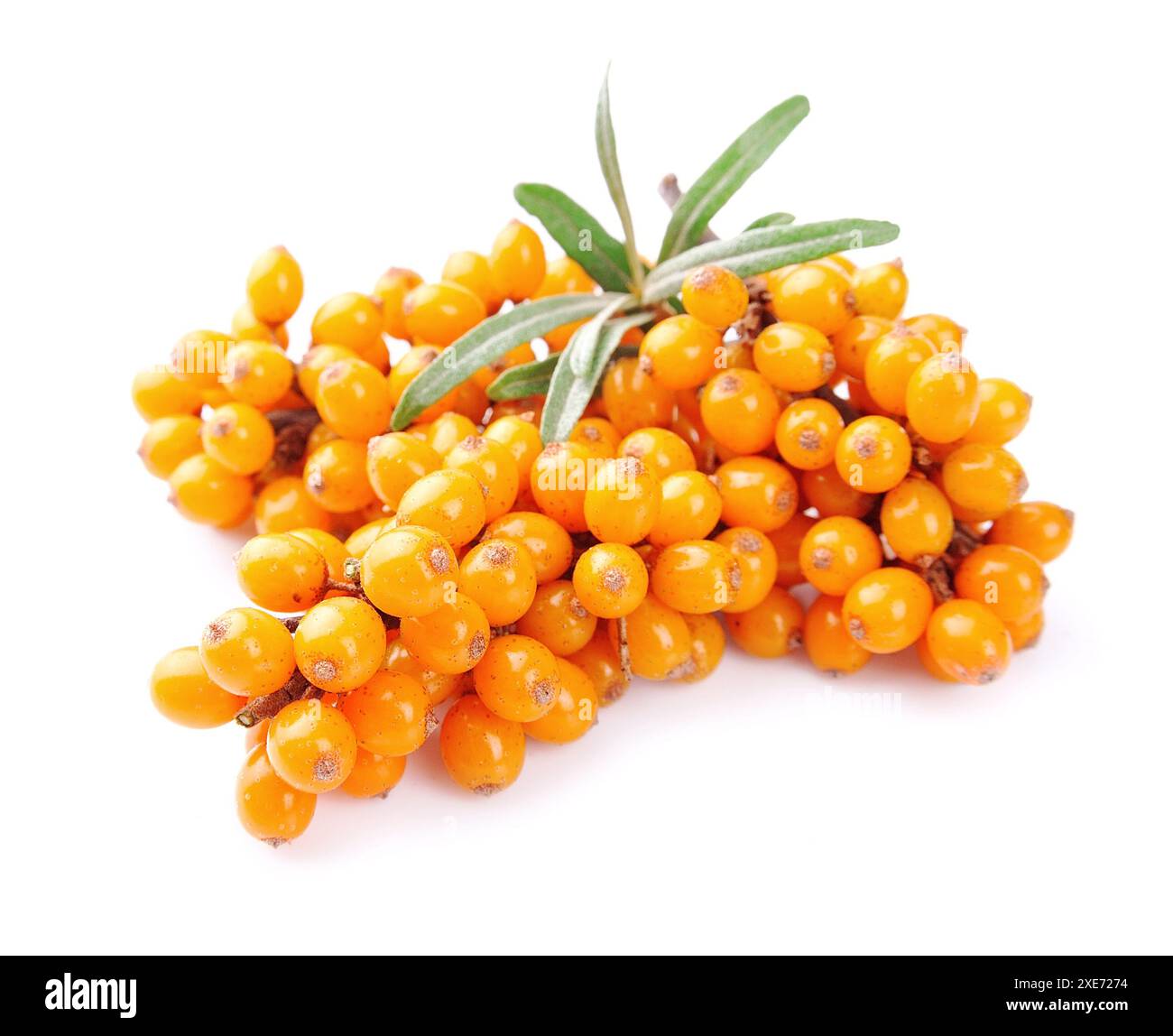 Sanddorn Beeren Stockfoto