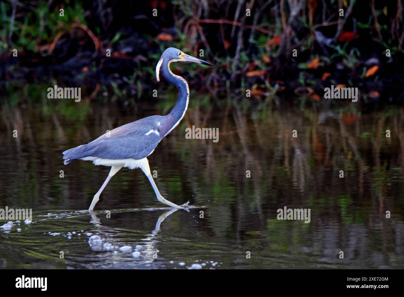 Trikolore-Reiher beim Waten und Angeln im flachen dunklen Wasser Stockfoto