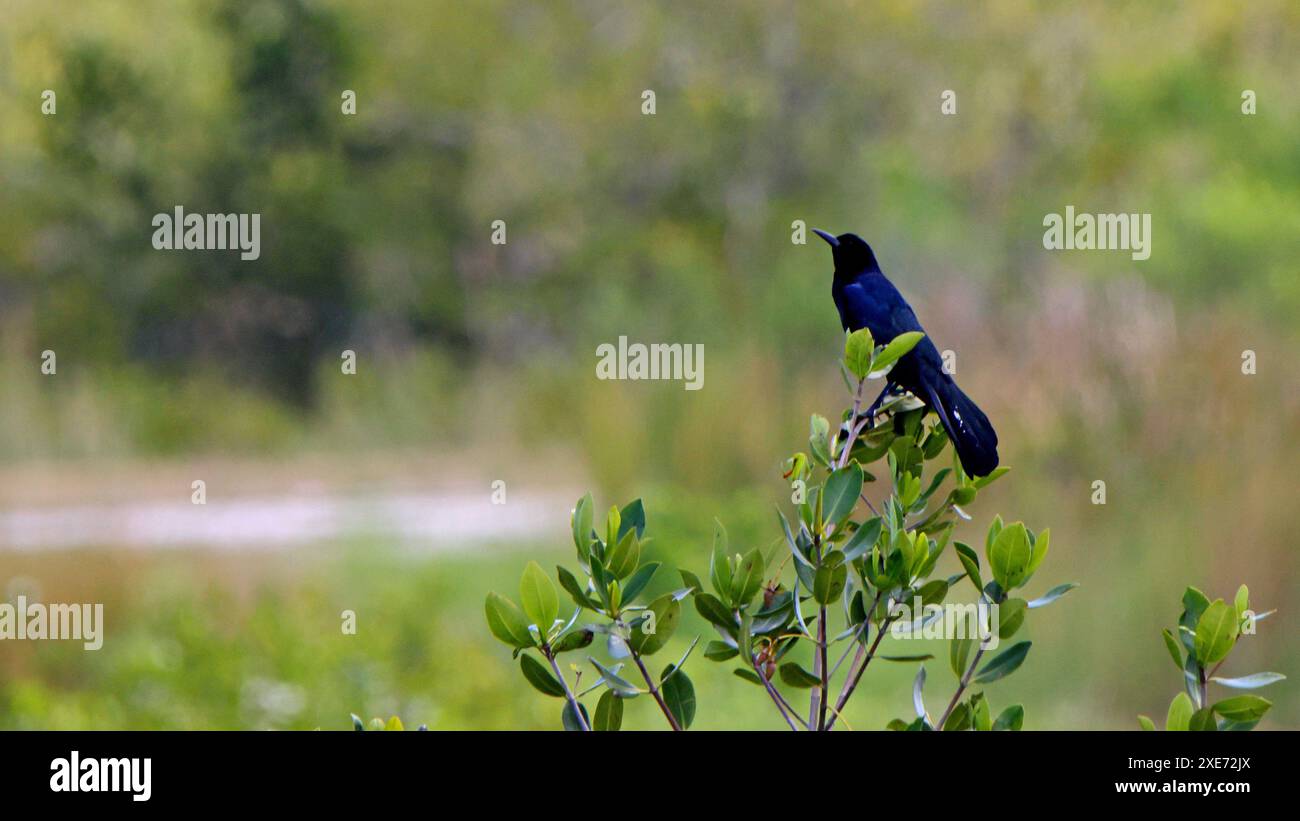 Bootsschwanzgrackle Quiscalus Major, der in einem Mangrovenstrauch sitzt Stockfoto