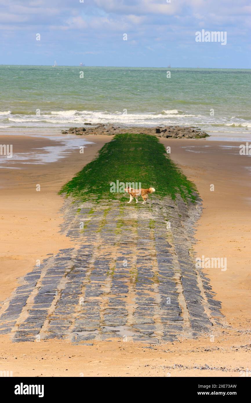 Ein Hund spaziert am Strand auf einem Steinweg, der von Gezeitenwasser überflutet wird Stockfoto