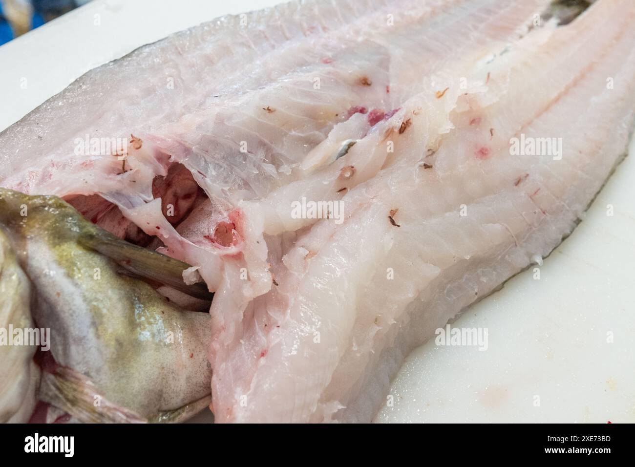 Robbenwürmer auf einem Kabeljaufisch. Stockfoto
