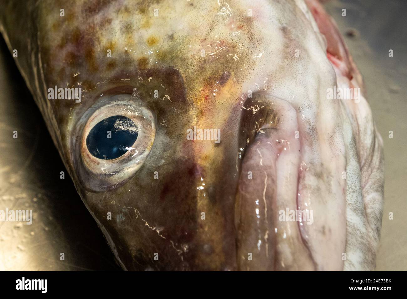 Frisch gefangener Kabeljau auf einem Edelstahltisch. Stockfoto