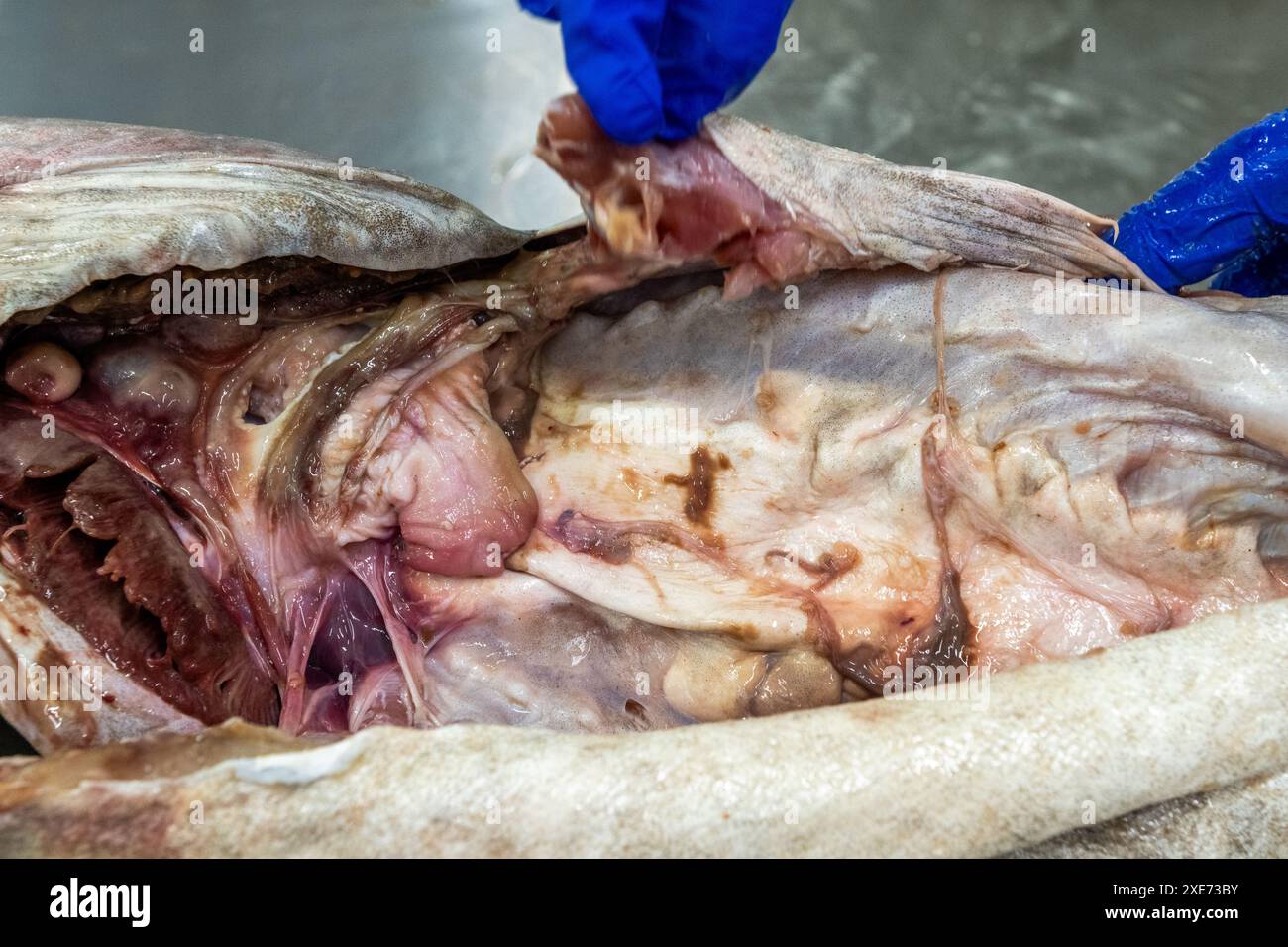 Das Innere eines frisch gefangenen Kabeljaufisches. Stockfoto