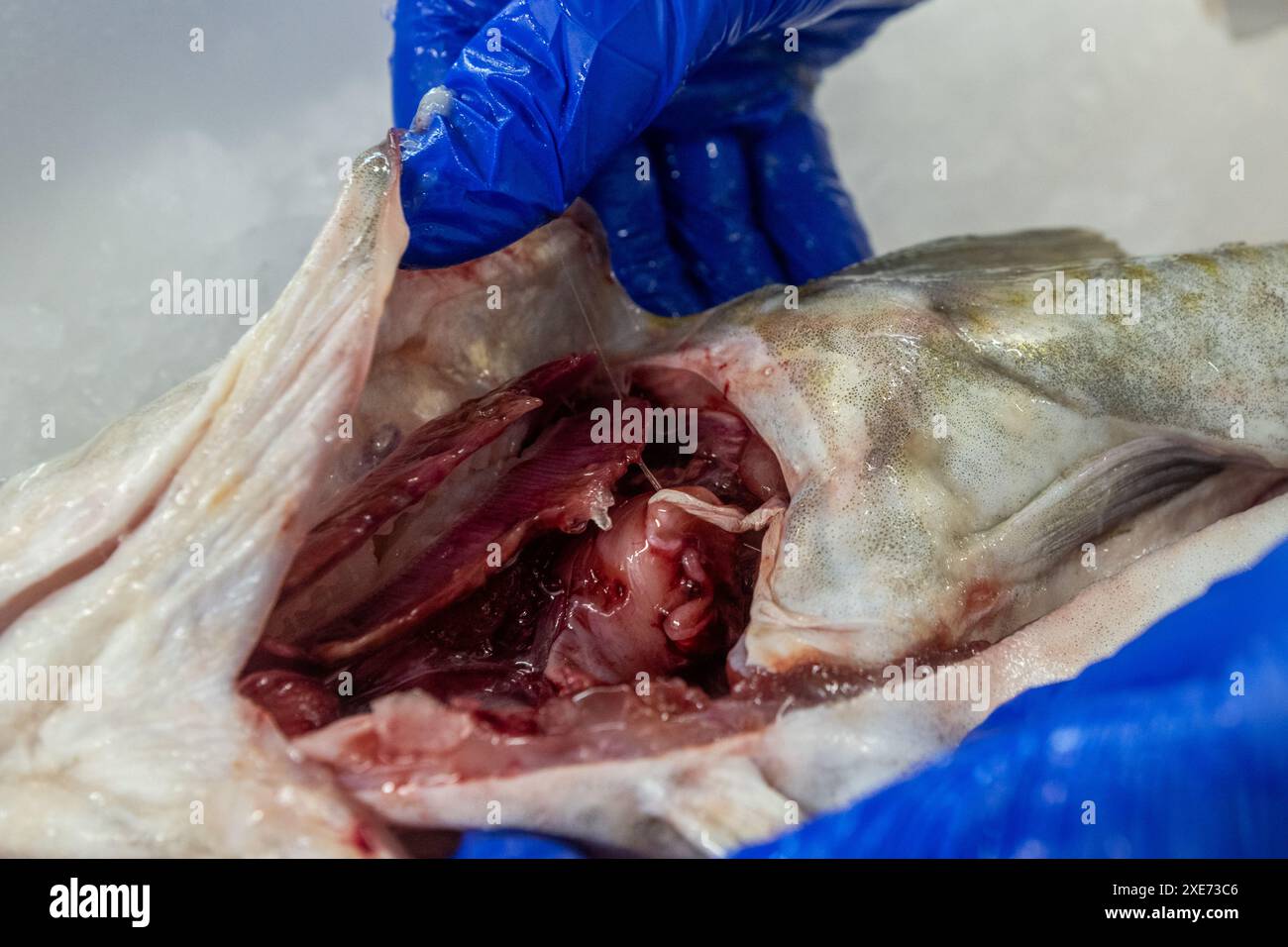 Das Innere eines frisch gefangenen Kabeljaufisches. Stockfoto