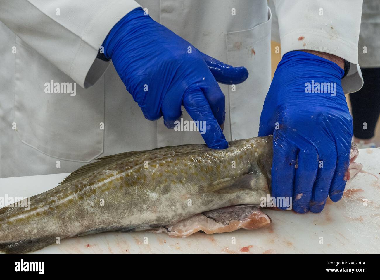 Ein Mann, der die Elastizität der Haut eines wild gefangenen Kabeljaus testet. Stockfoto