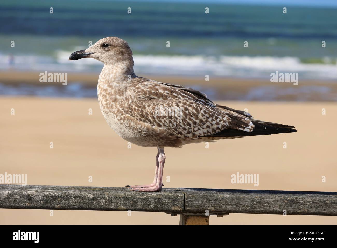 Eine graue Möwe an einem Strand in Belgien am Atlantik schaut in die Kamera Stockfoto