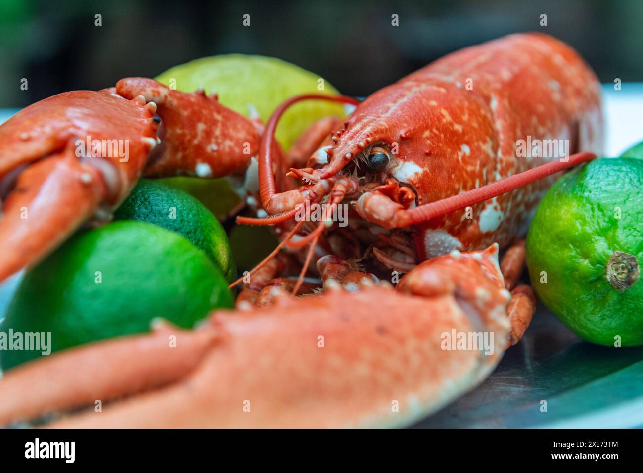 Gekochter Hummer auf einem Teller mit Zitronen und Limetten. Stockfoto